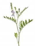 Semi di Galega Officinalis