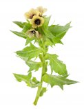 Semi di Giusquiamo Nero Bio
