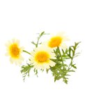 Semi di Glebionis Coronaria Bio