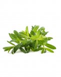 Semi di Hyssopus Officinalis - Issopo - K73
