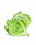 Semi di Lattuga Iceberg Regina dei Ghiacci