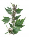 Semi di Leonurus Cardiaca Bio