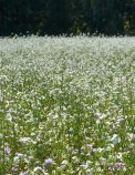 Semi di Miscela Nove Bio