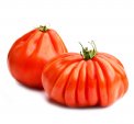 Semi di Pomodoro Costoluto Fiorentino Bio