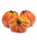 Semi di Pomodoro Cuor di Bue Costoluto Bio