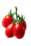 Semi di Pomodoro Roma Bio