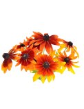Semi di Rudbeckia Hirta Bio