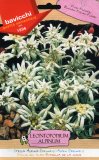Semi di Stella Alpina - Leontopodium Alpinum