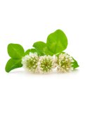 Semi di Trifolium Repens - Trifoglio Hebe