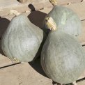 Semi di Zucca - Blue Ballet