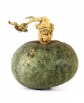 Semi di Zucca Green Hokkaido Bio