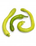 Semi di Zucca Trombetta d'Albenga Bio