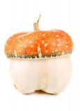 Semi di Zucca Turbante Turco Bio