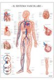 Sistema Vascolare — Poster