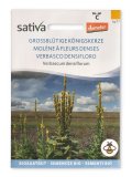 Verbasco Densifloro - Verbascum densiflorum