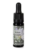 Water Violet - Dose