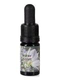 Water Violet - Soluzione Madre
