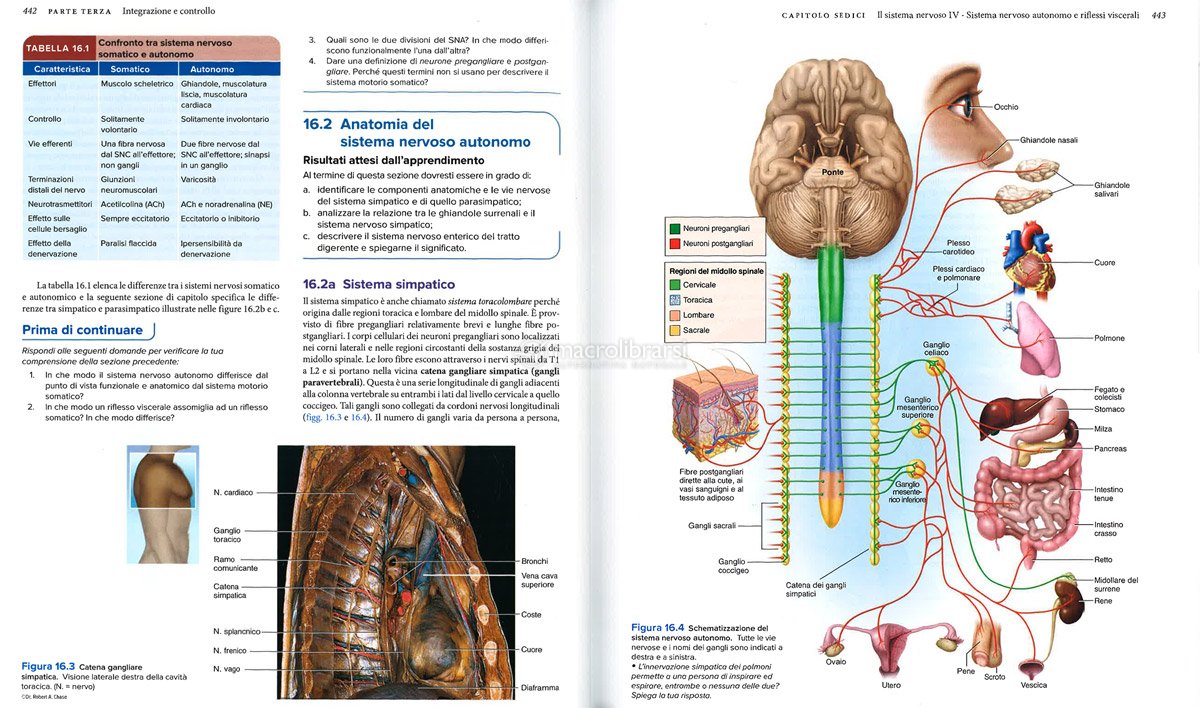 Anatomia Umana — Libro di Kenneth S. Saladin