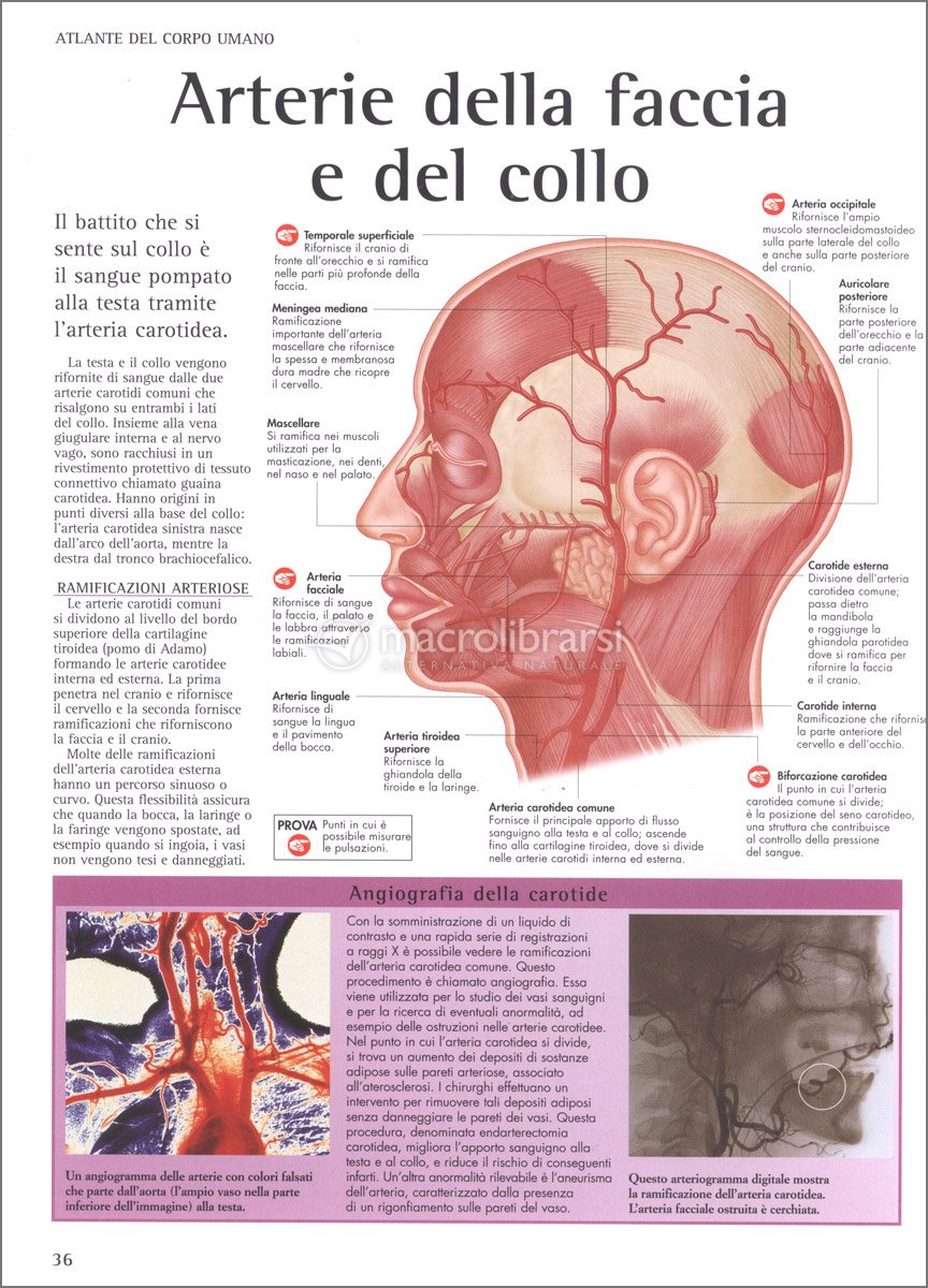 Scheletro Umano Anatomico Che Mostra I Muscoli Della Testa E Del