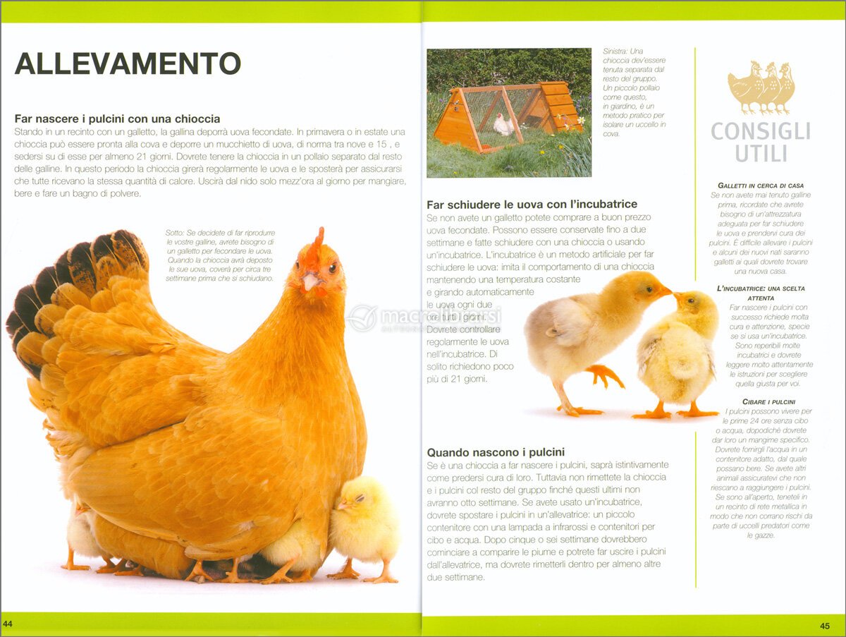 Incubatrice manuale per 50 uova di gallina