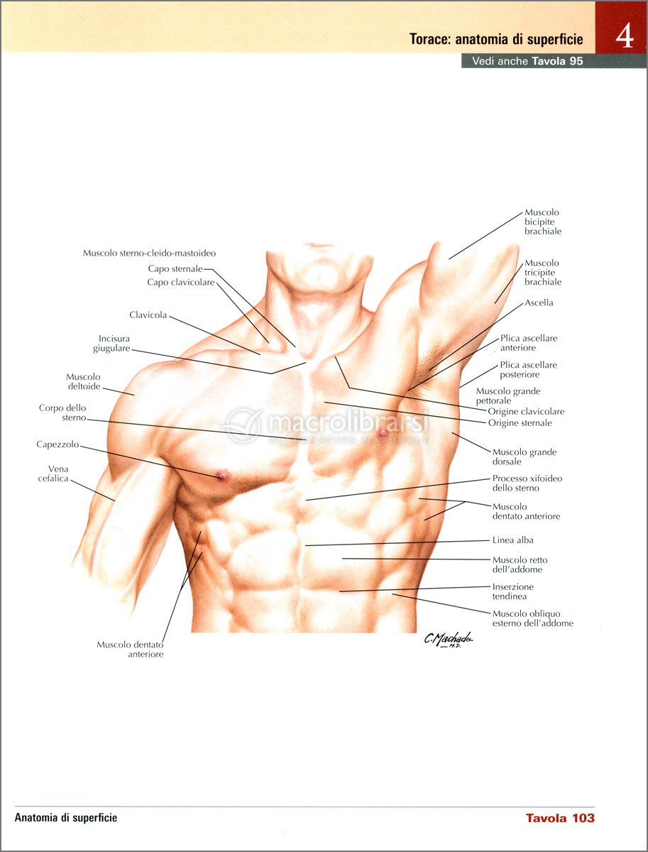 Netter - Atlante di Anatomia Umana - Farmacia e CTF — Libro di Frank Henry  Netter