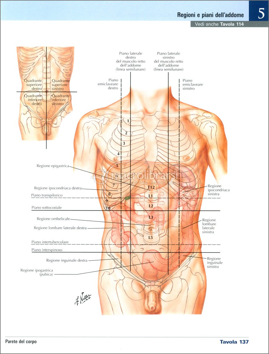 Netter - Atlante di Anatomia Umana - Scienze Infermieristiche — Libro