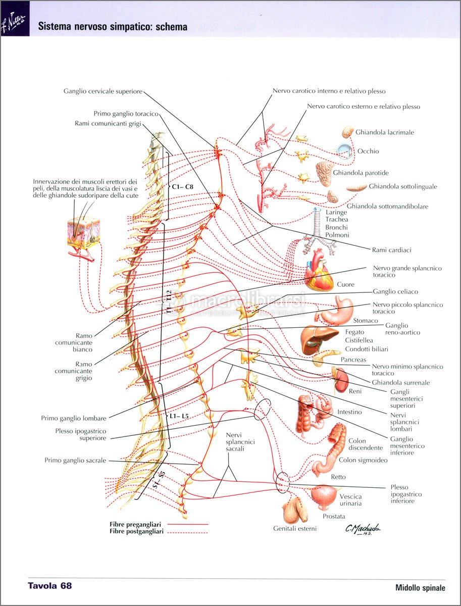 Anatomia per scienze motorie e fisioterapia. Atlante anatomia