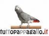 Tuttopappagallo.it