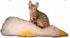 Gattocicova.it
