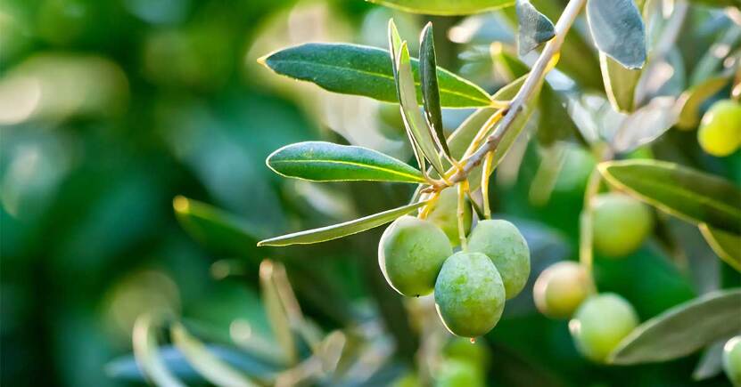 10 curiosità sull’olio extravergine d’oliva