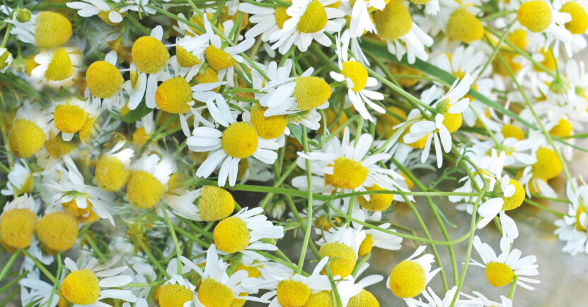 Super miscela anti stress con 4 oli essenziali (ricetta segreta)