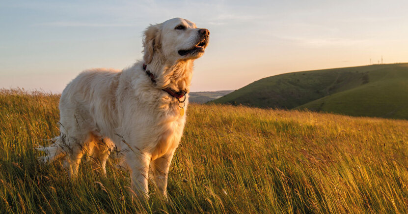 6 rimedi omeopatici per i dolori articolari del tuo cane