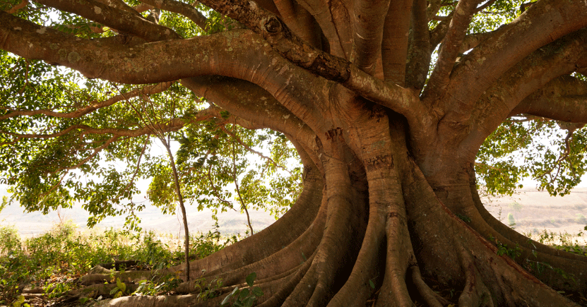 Alberi maestri  di benessere