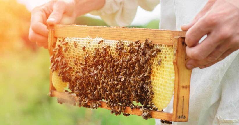 Api a rischio, e noi con loro