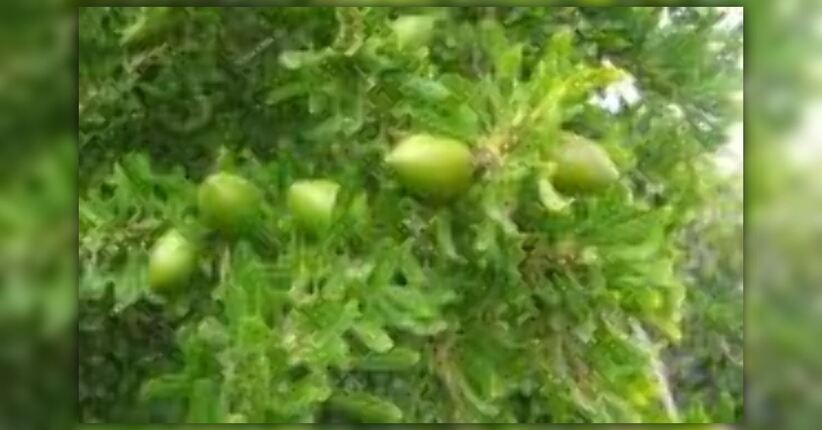 Le proprietà dell'olio di Argania