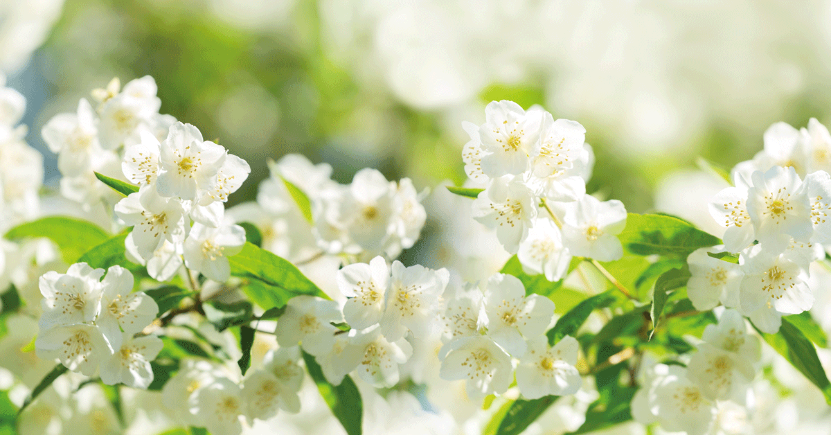 Aromaterapia sicura ed efficace per i disturbi della gravidanza