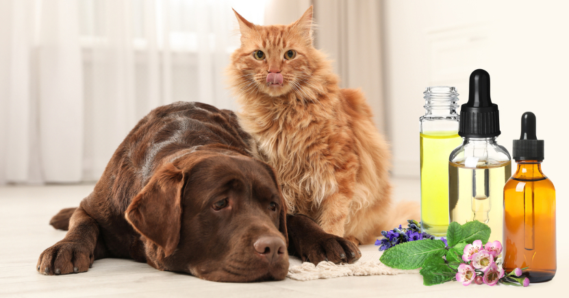 Aromaterapia per gli animali