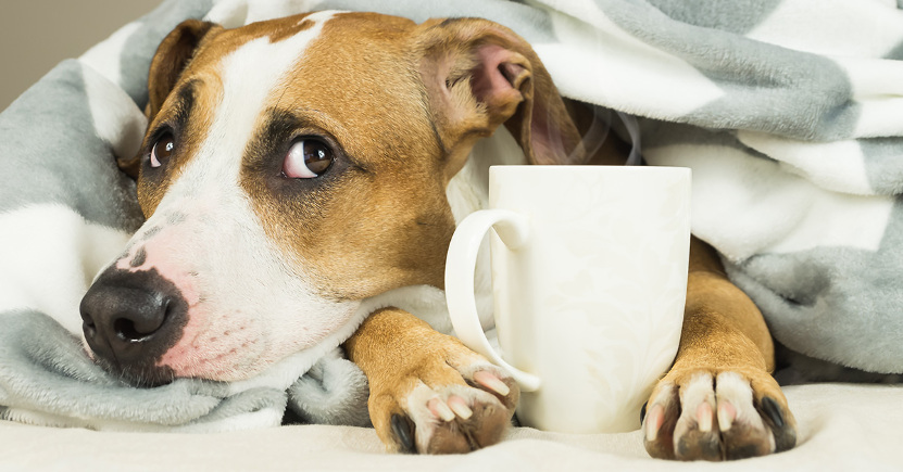 Raffreddore nel cane: sintomi, consigli e rimedi