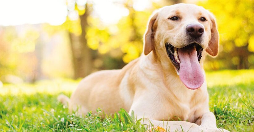 Cane: la salute inizia dalla bocca