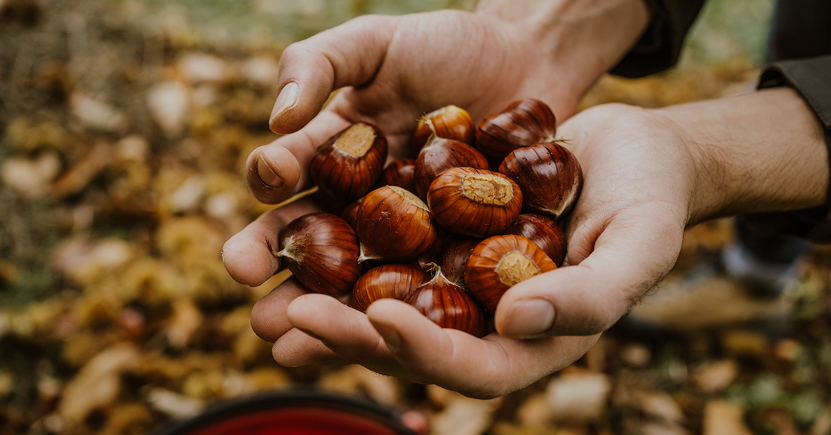 Come conservare le castagne: consigli utili e tecniche per farle durare più a lungo