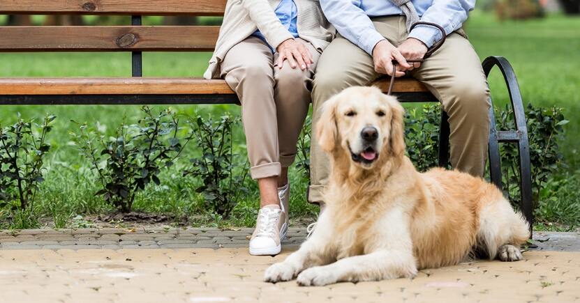 Come riconoscere l’artrosi nel cane: sintomi, cause e rimedi naturali