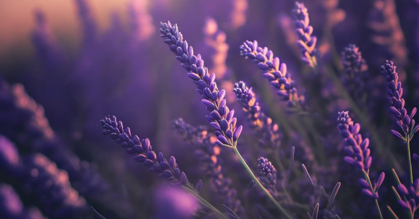 Conosci l’olio essenziale di Lavanda?