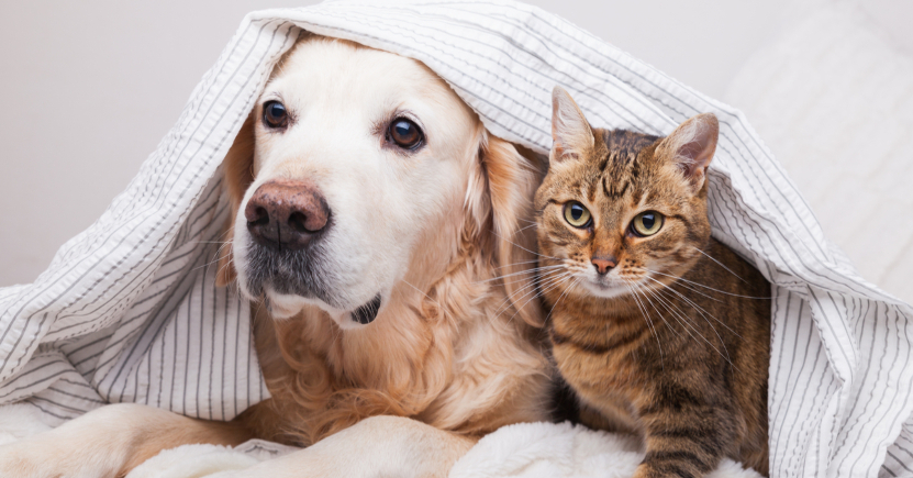 Cosa ci dice la cute del nostro animale?