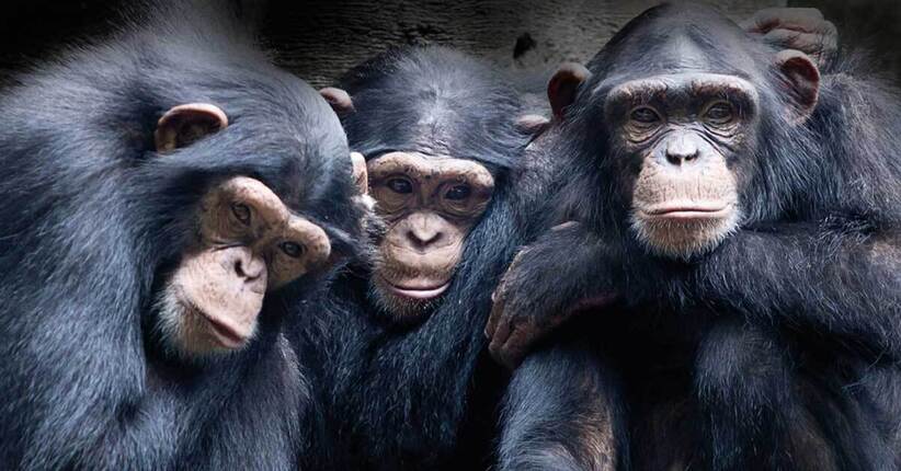Coscienza animale e antropocentrismo