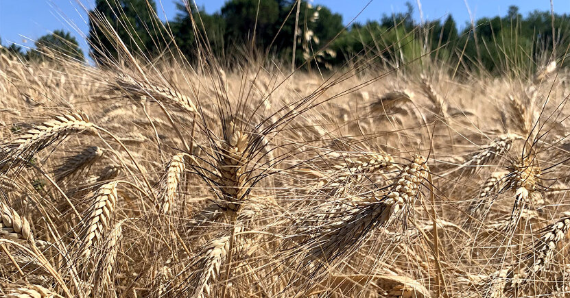 Dai grani antichi ai grani del futuro: bisogna investire sul bio breeding