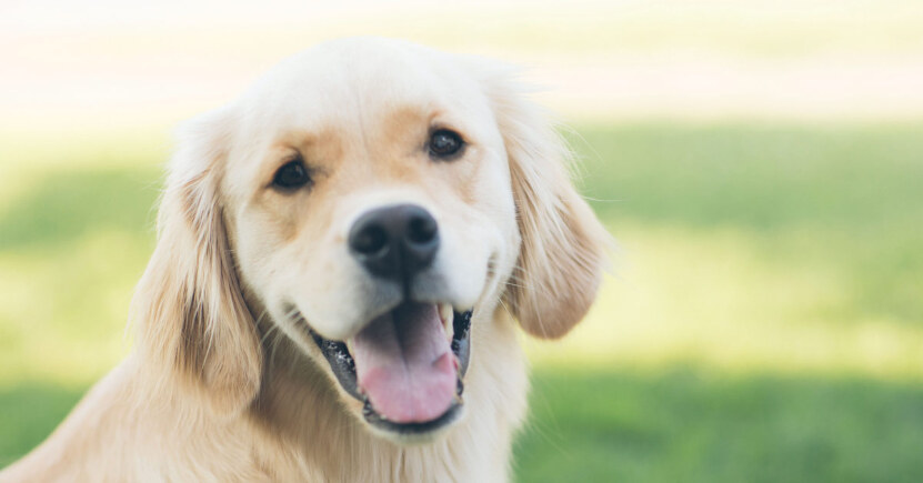 Detox per il tuo cane con le alghe Spirulina e Chlorella