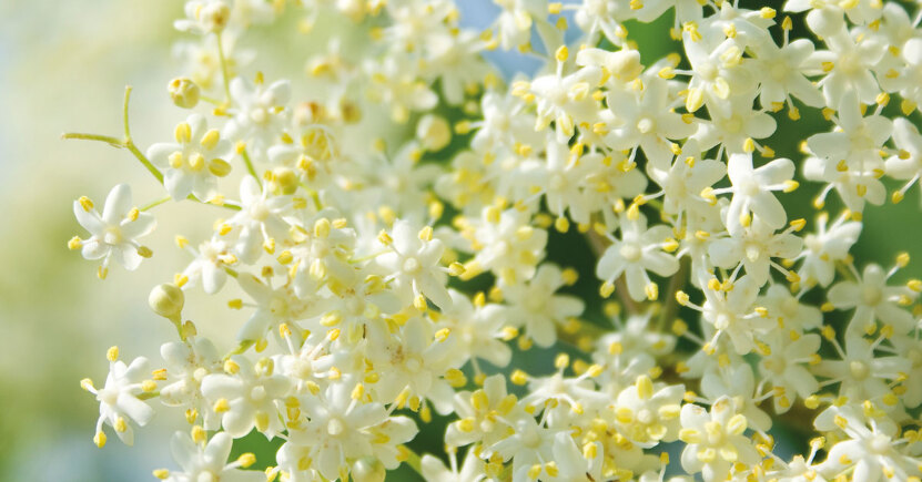 Fiori di Sambuco