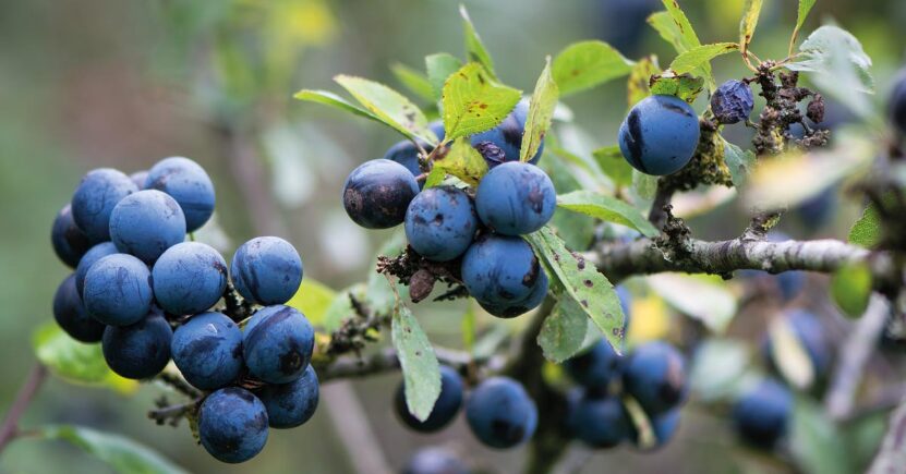Frutti selvatici nelle tue ricette