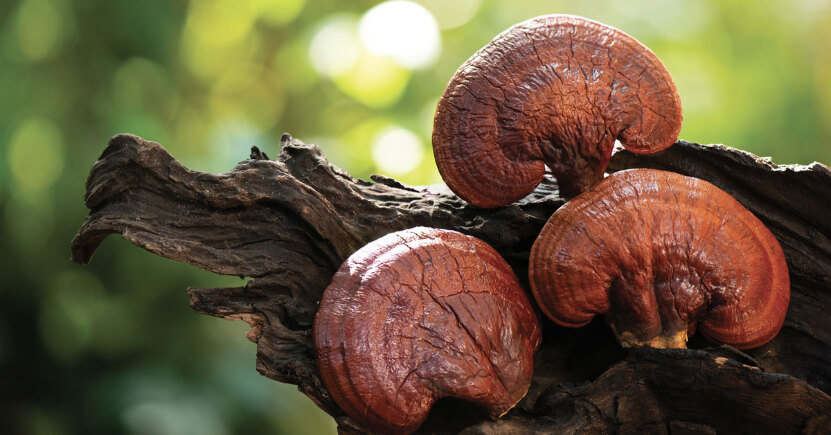 Funghi medicinali  e microbiota