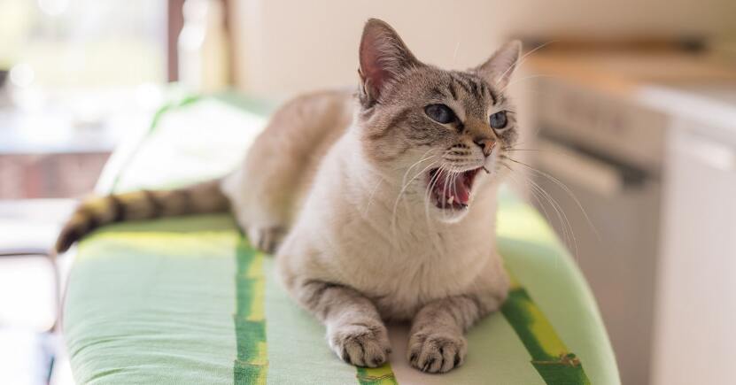 Gatto aggressivo: cause e rimedi naturali